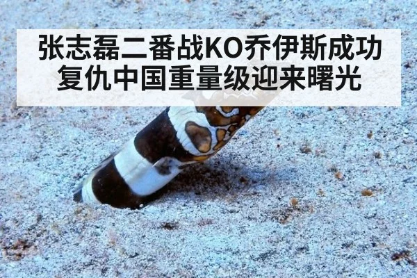 张志磊二番战KO乔伊斯成功复仇中国重量级迎来曙光
